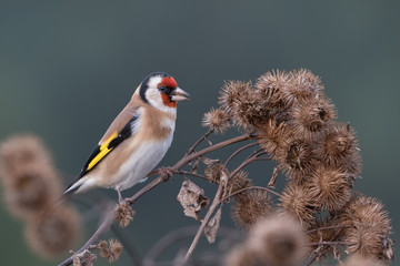 On the branch autumn season/European Goldfinch