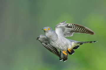 On the fly spring/Common Cuckoo