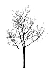 silhouette of realistic dead tree for halloween decoration, isolated nature illustration, vector sign