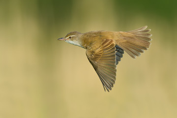On the fly spring/Great Reed-Warbler 