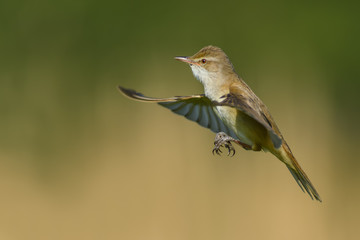 On the fly spring/Great Reed-Warbler 