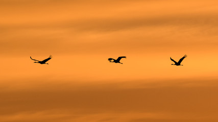 Fototapeta premium Earlier in the morning in the orange summer sky/Common Crane