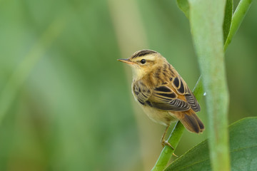 Earlier in the summer morning on the reed/Sedge Warbler