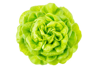 Lettuce salad rosette head