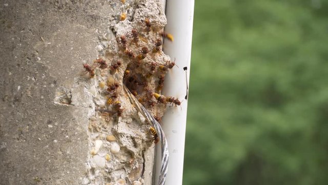 European hornet (Vespa crabro) at nest entrance