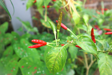 paprika or  pepper plant