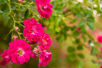 Obraz premium цветение розы