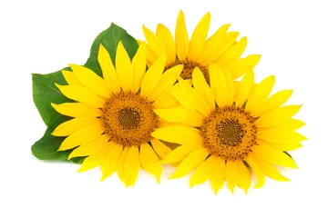 Fototapete Sonnenblumen Drei Sonnenblumen mit Blättern auf weißem Hintergrund