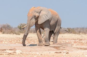 Fototapeta premium African elephant, Loxodonta africana, covered with red sand