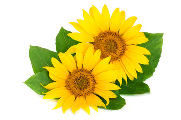 Two sunflowers with leaves isolated on white background