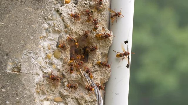 European hornet (Vespa crabro) at nest entrance