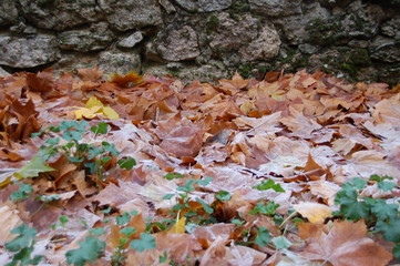 invierno, hojas, otoño, naranja, piedras, paisaje, 