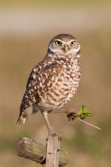 Burrowing owl with prey watching at camera (Athene cunicularia), Cape Coral, Florida