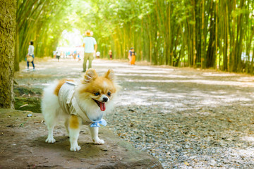 Pomeranian dog stranding on the small stone in the bamboo forest and looking all around. Relaxation and travel of pet concept.