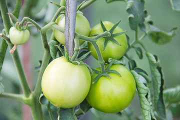 Зеленые помидоры, растущие на ветке.