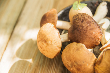 Freshly harvested mushrooms in the forest