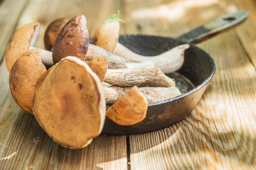 Freshly harvested mushrooms in the forest