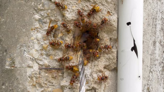 European hornet (Vespa crabro) at nest entrance