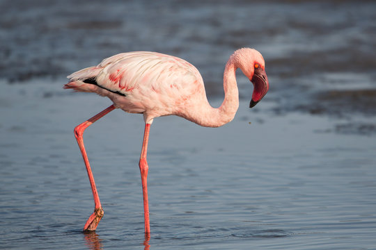 Fototapeta Lesser flamingo (Phoeniconaias minor), Walvis bay, Namibia