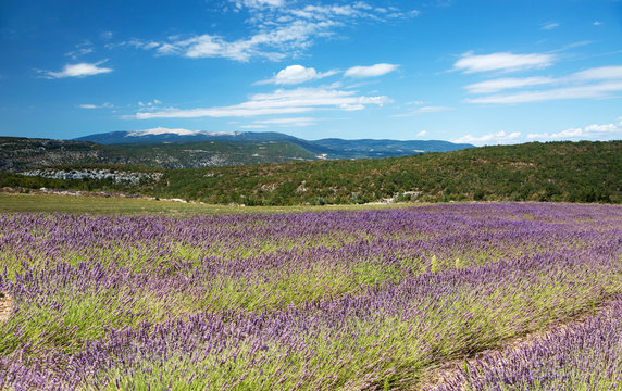 Vue sur le mont Ventoux en Provence