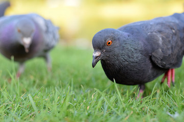 feeding pigeons in park