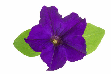 violet flower of petunia with green leaves isolated on white background
