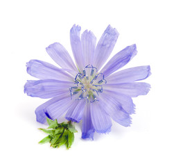 Chicory flower isolated on white background macro