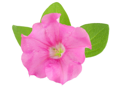 pink flower of petunia with green leaves isolated on white background