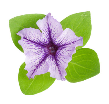 violet flower of petunia with green leaves isolated on white background