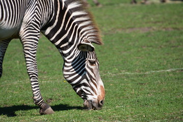 Obraz na płótnie Canvas Zebra grazing