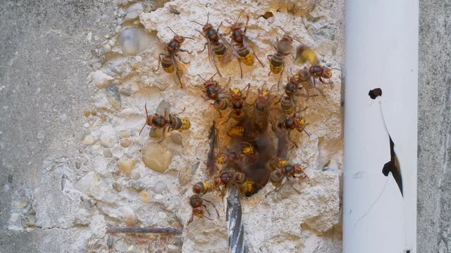 European hornet (Vespa crabro) at nest entrance