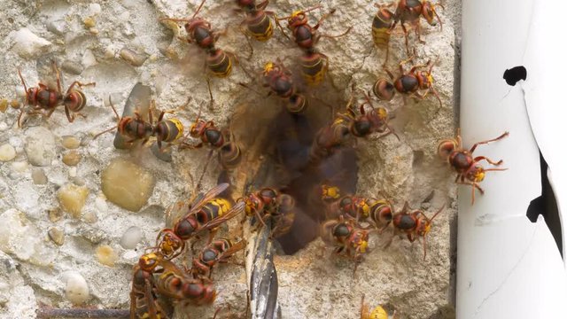 European hornet (Vespa crabro) at nest entrance