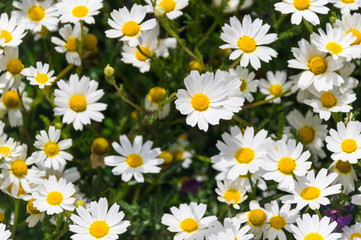Fototapeta premium La Gomera Margeriten im Nationalpark Garajonay