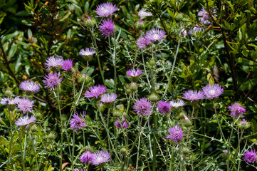 La Gomera Milchdistel im Nationalpark Garajonay