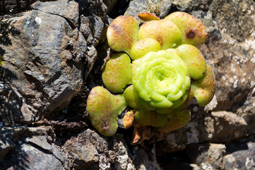 La Gomera Aeonium