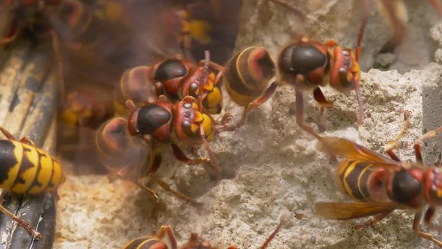 European hornet (Vespa crabro) at nest entrance