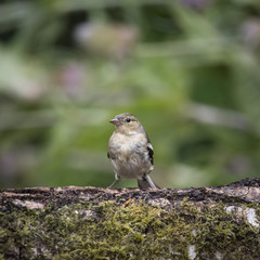 Juvenile Eurasian Siskin bird Spinus Spinus on tree stump in forest landscape