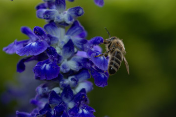 Honey bee on blue flower