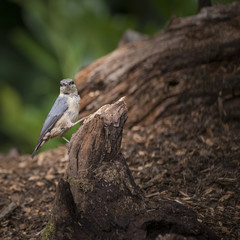 Beautiful Nuthatch bird Sitta Sittidae on tree stump in forest landscape setting