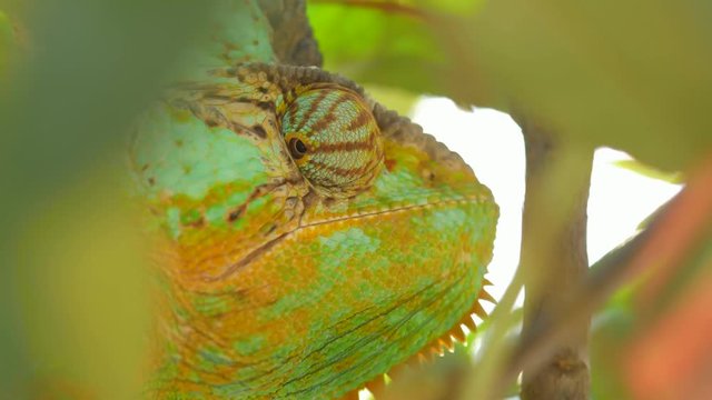 Veiled chameleon (Chamaeleo calyptratus) detail - ungraded footage