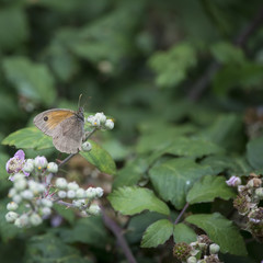 Beautiful Gatekeeper Butterfly Pyronia Tithonus on flower buds in Summer
