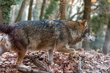 lupo griggio, gray wolf or grey wolf