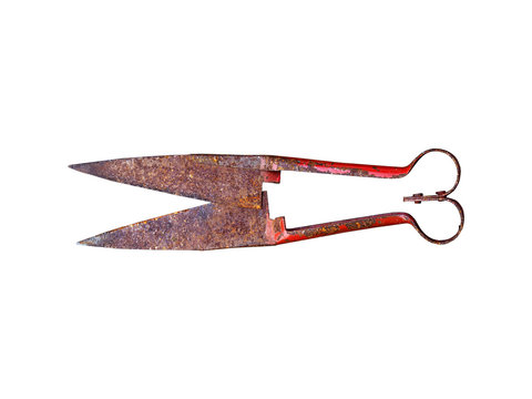 Old rusty scissors for shearing sheep isolated on white background. Retro shears with a red handle used to cut the wool off sheep