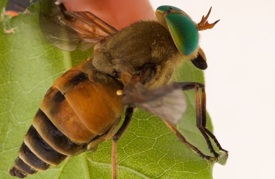 Tafano con i caratteristici occhi composti, verdi