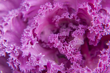 Flowering kale closeup background and texture