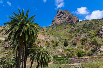 Fototapeta na wymiar La Gomera Vallehermoso Palmengruppe am Roque El Cano