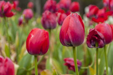 Tulips flower closeup 