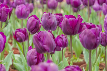 Fototapeta premium Tulipany kwiat zbliżenie