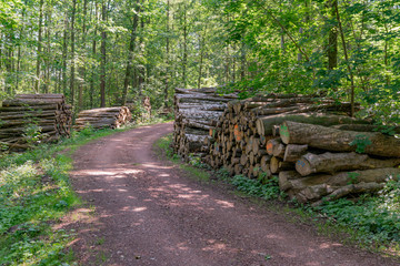 Holzstapel am Forstweg 