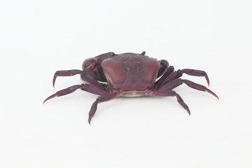 Crabs on a white background.